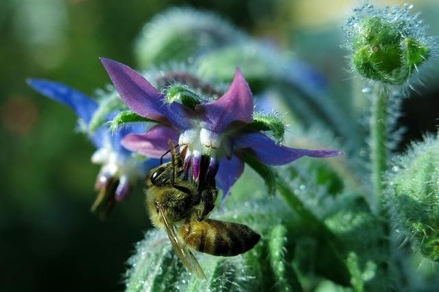 Borage plant covered in white prickly hair with bee on flower